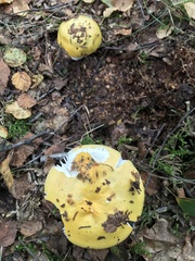 Russula ochroleuca