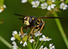 Conops flavipes