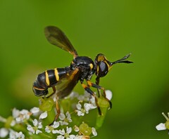 Conops flavipes