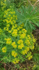 Euphorbia cyparissias