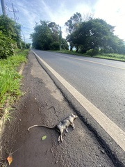 Philander opossum