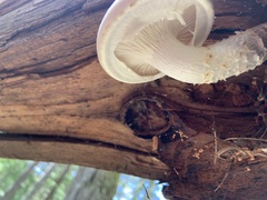 Neolentinus lepideus