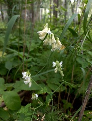 Vicia sylvatica