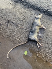 Philander opossum