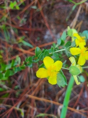 Hypericum tetrapetalum