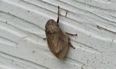 Lepyronia quadrangularis