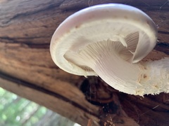Neolentinus lepideus