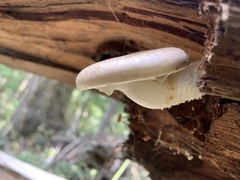 Neolentinus lepideus