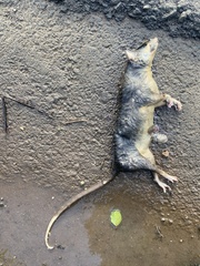 Philander opossum