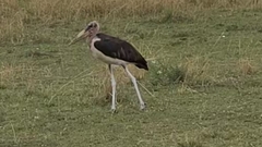 Leptoptilos crumenifer