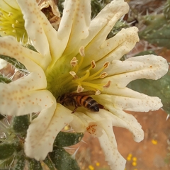 Codon royenii