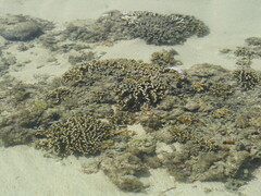 Montipora digitata