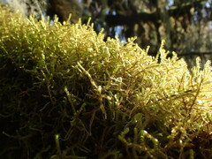 Antitrichia curtipendula