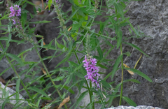 Lythrum salicaria