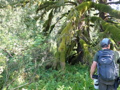 Antitrichia curtipendula