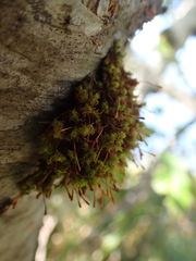 Ulota obtusiuscula