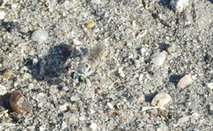 Laphystia texensis