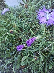 Dianthus hyssopifolius