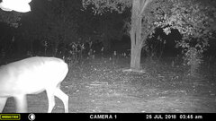 Tragelaphus scriptus