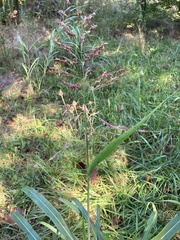 Sorghum