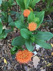 Scadoxus puniceus