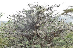 Vachellia drepanolobium