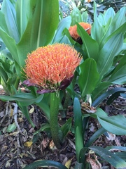 Scadoxus puniceus