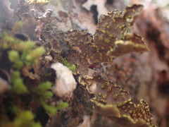 Pseudocyphellaria citrina