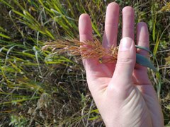 Sorghastrum