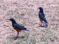 Lamprotornis superbus