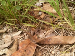 Leiocephalus stictigaster