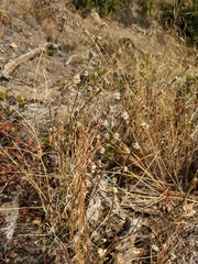 Eriogonum gracile