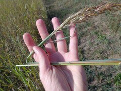 Sorghastrum