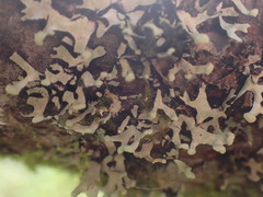 Hypotrachyna sinuosa