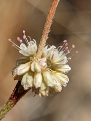 Eriogonum gracile
