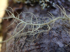Usnea dasopoga