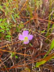 Rhexia mariana