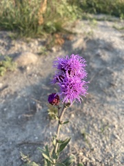 Liatris ligulistylis