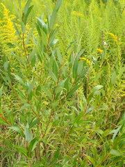 Salix triandra