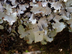 Cetrelia cetrarioides