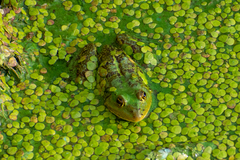 Pelophylax epeiroticus