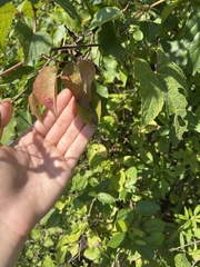 Celtis tenuifolia