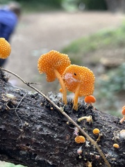 Favolaschia claudopus