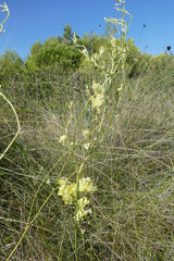Thalictrum maritimum