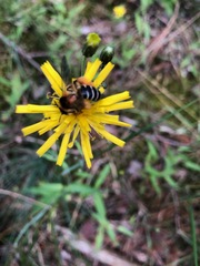Dasypoda hirtipes