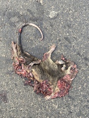 Philander opossum