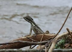 Basiliscus