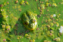 Pelophylax kurtmuelleri