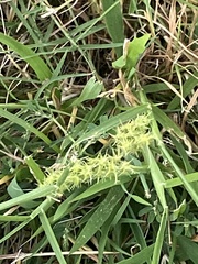 Cenchrus spinifex
