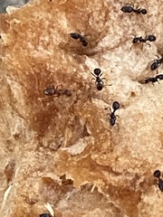 Monomorium minimum